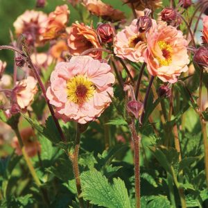 Geum chiloense 'Mai Tai' (S)