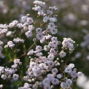 Gypsophila repens 'Compacta Plena'