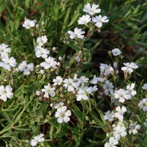 Gypsophila repens 'Filou White'