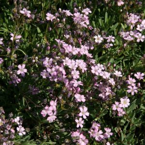 Gypsophila repens 'Filou Rose'