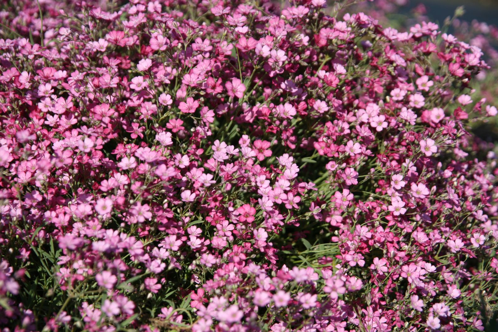 Gypsophila repens 'Rosa Schönheit'