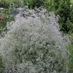 Gypsophila paniculata 'Schneeflocke'