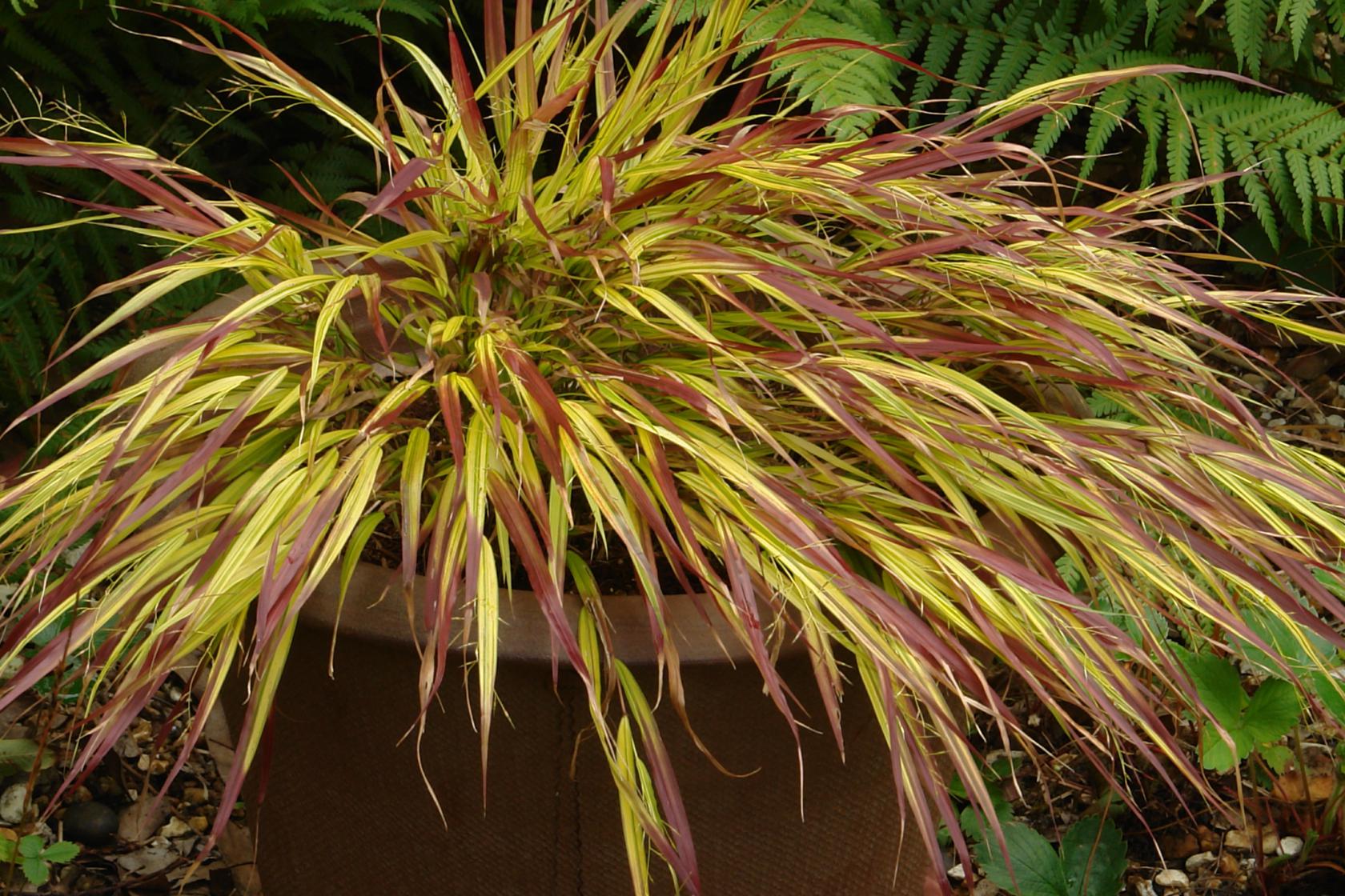 Hakonechloa macra 'Mulled Wine' (S)
