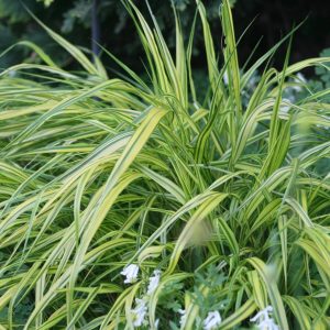 Hakonechloa macra 'Albostriata'