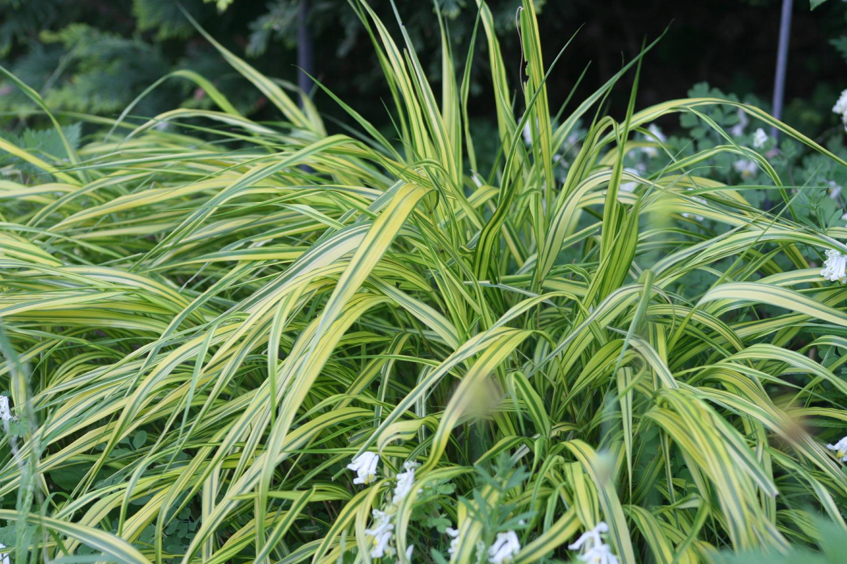 Hakonechloa macra 'Albostriata'