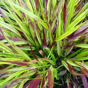 Hakonechloa macra 'Beni Kaze'