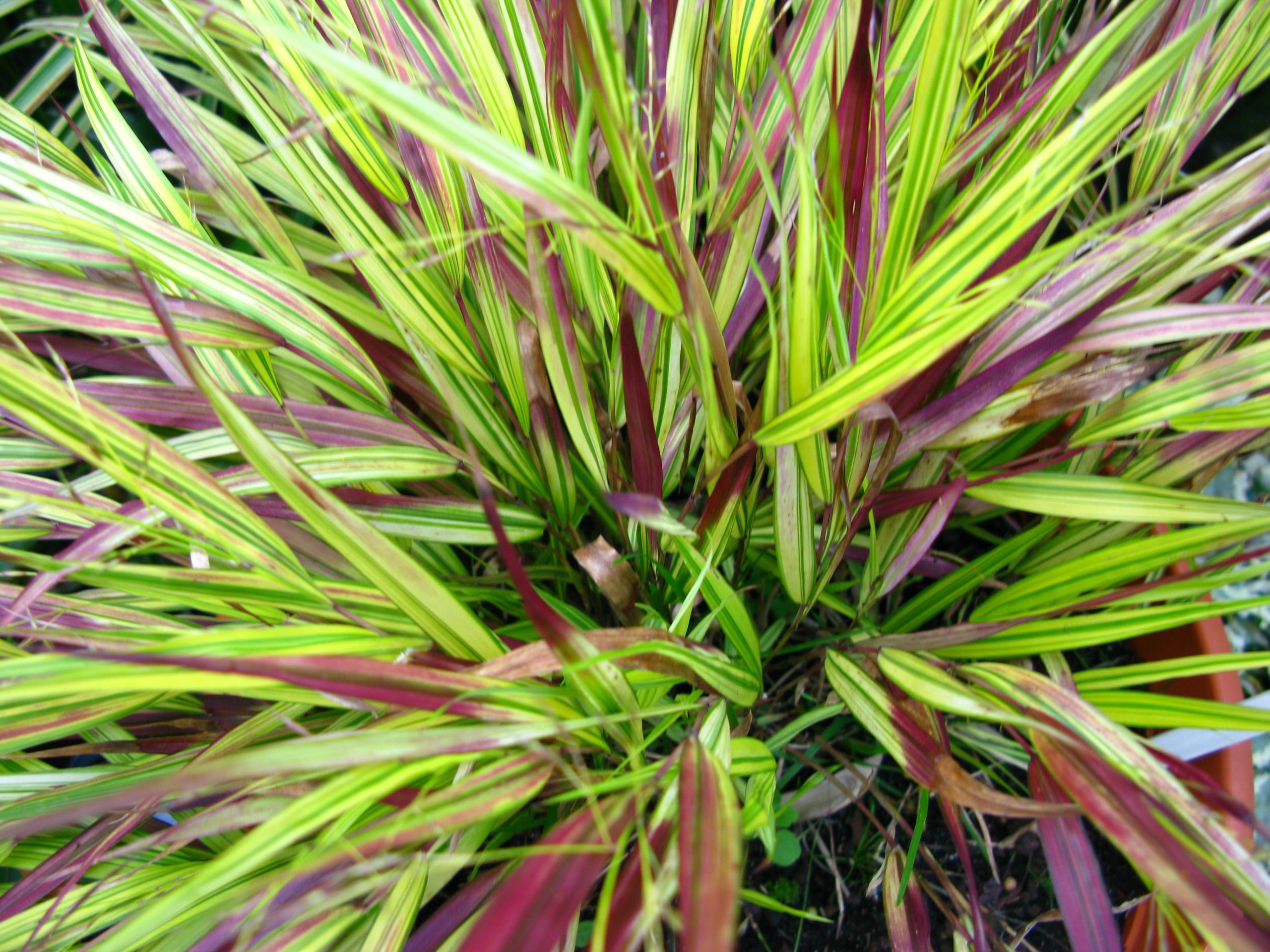 Hakonechloa macra 'Beni Kaze'