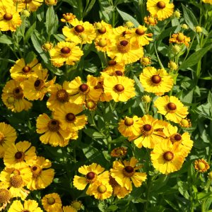 Helenium x cult. 'Goldrausch'