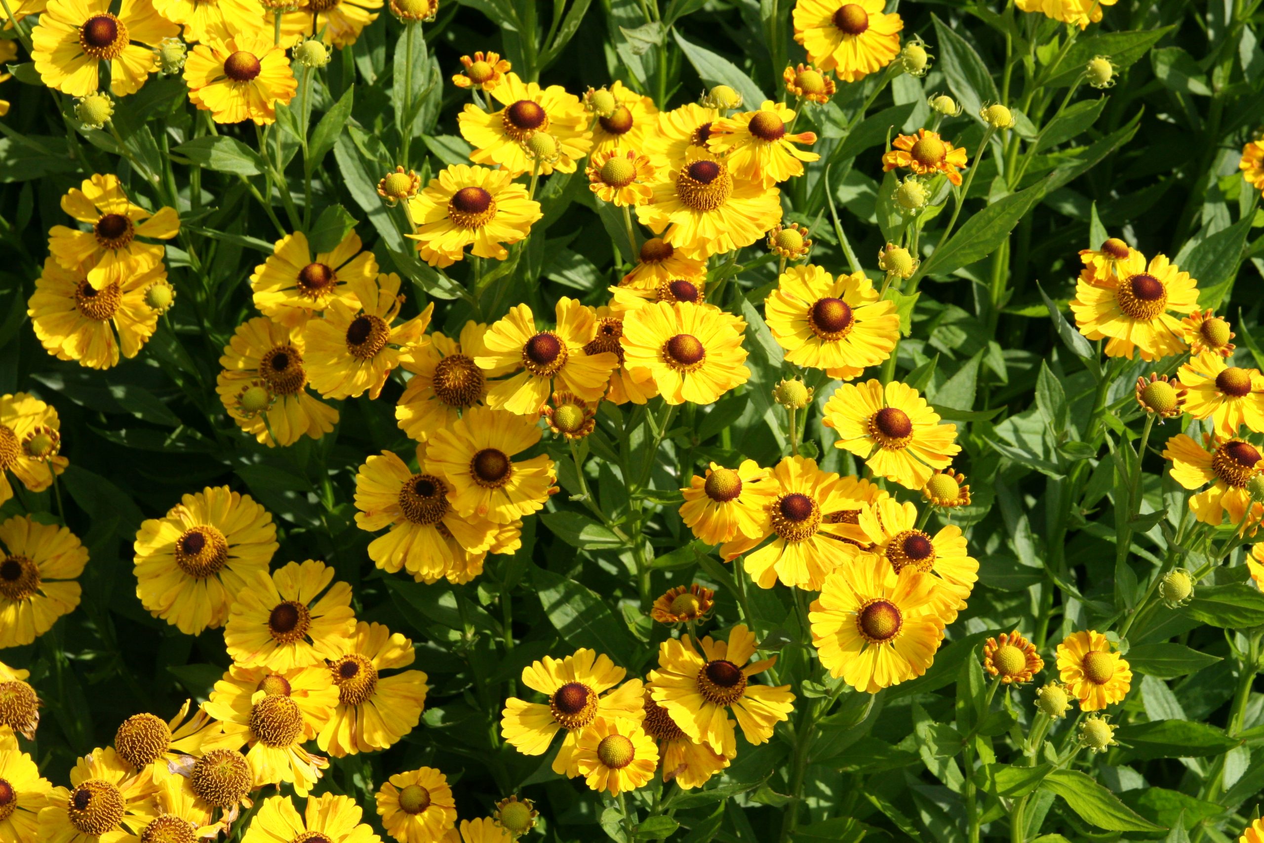 Helenium x cult. 'Goldrausch'