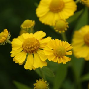Helenium x cult. 'Kanaria'