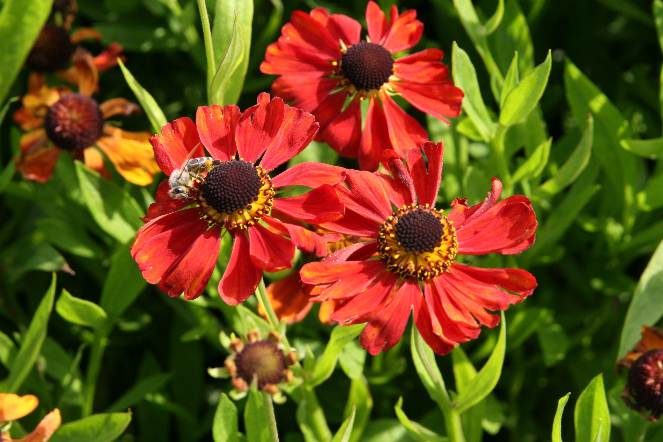 Helenium x cult. 'Kupferzwerg'