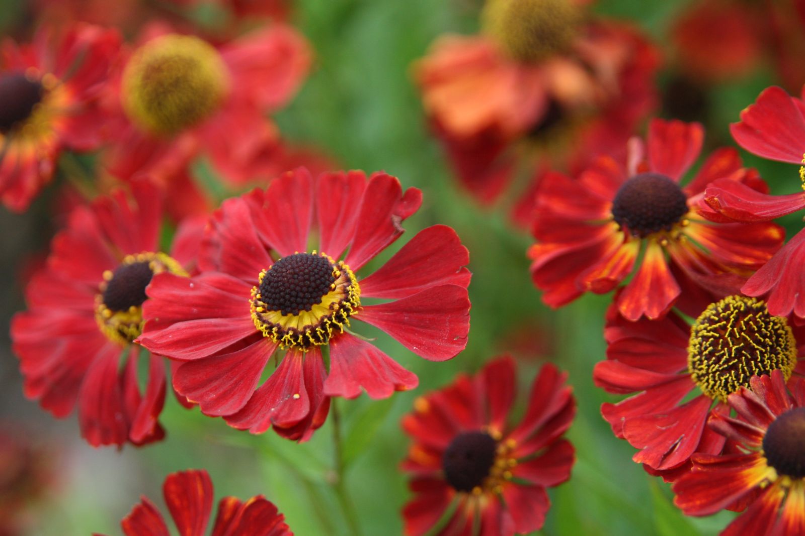 Helenium x cult. 'Rubinzwerg'