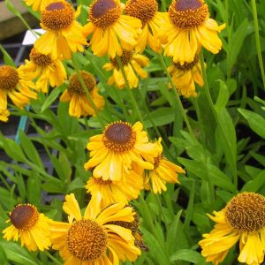 Helenium bigelovii 'The Bishop'