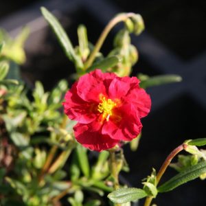 Helianthemum x cult.'Blutströpfchen'
