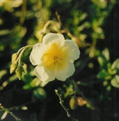 Helianthemum x cult.'Elfenbeinglanz'