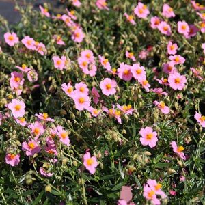 Helianthemum x cult.'Lawrensons Pink'