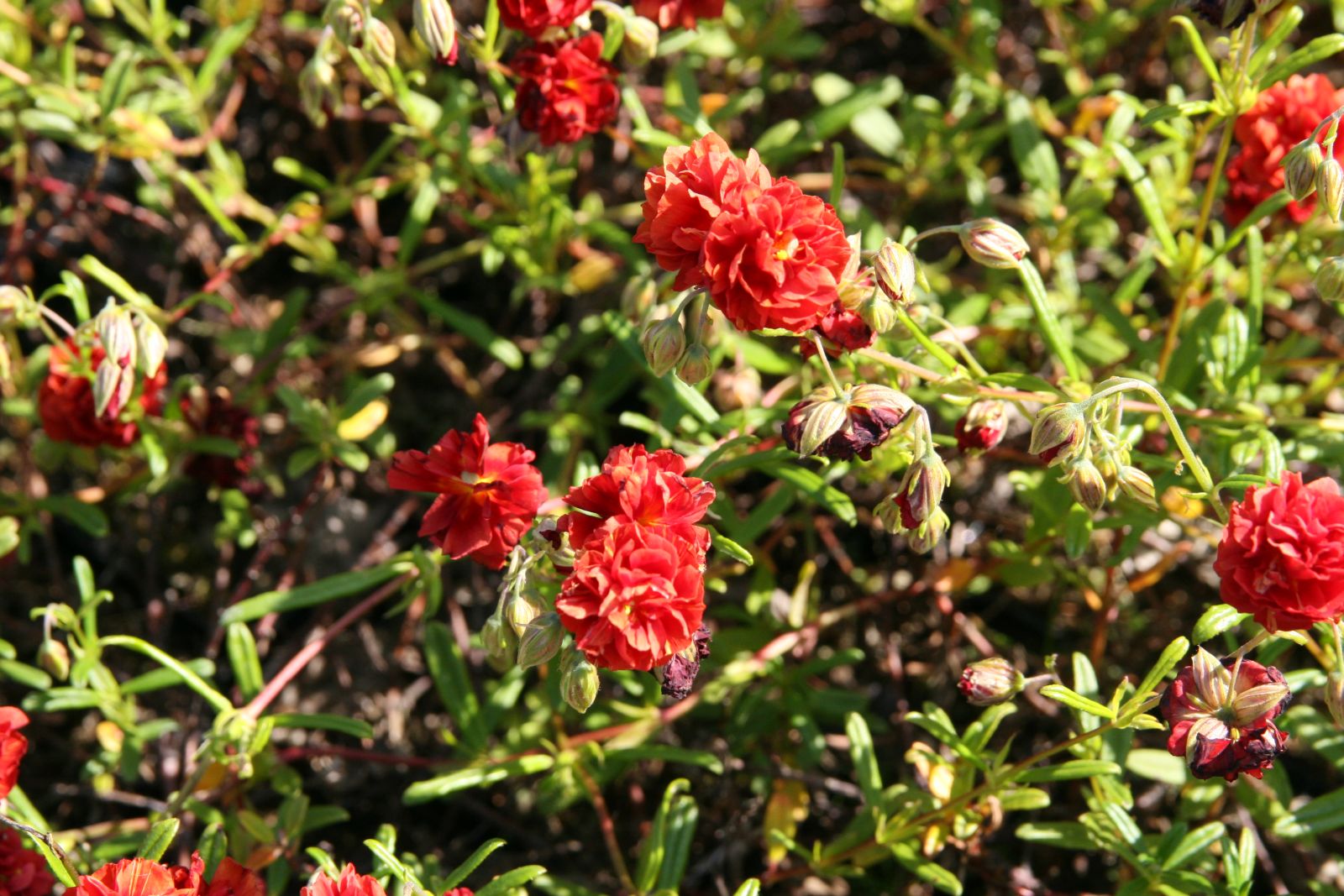 Helianthemum x cult.'Rubin'