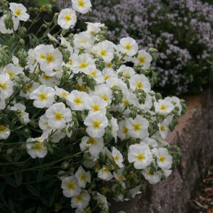 Helianthemum x cult.'Snow Queen'