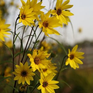 Helianthus orgyalis