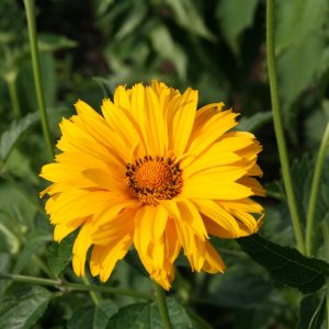 Heliopsis helianth.scabra 'Spitzentänzerin