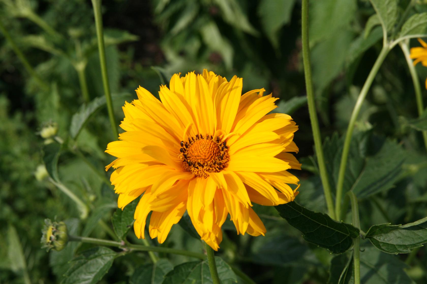 Heliopsis helianth.scabra 'Spitzentänzerin