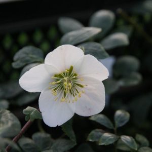 Helleborus niger