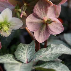 Helleborus x ericsmithii 'Winter Moonbeam' (S)