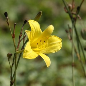 Hemerocallis x cult. 'Corky'