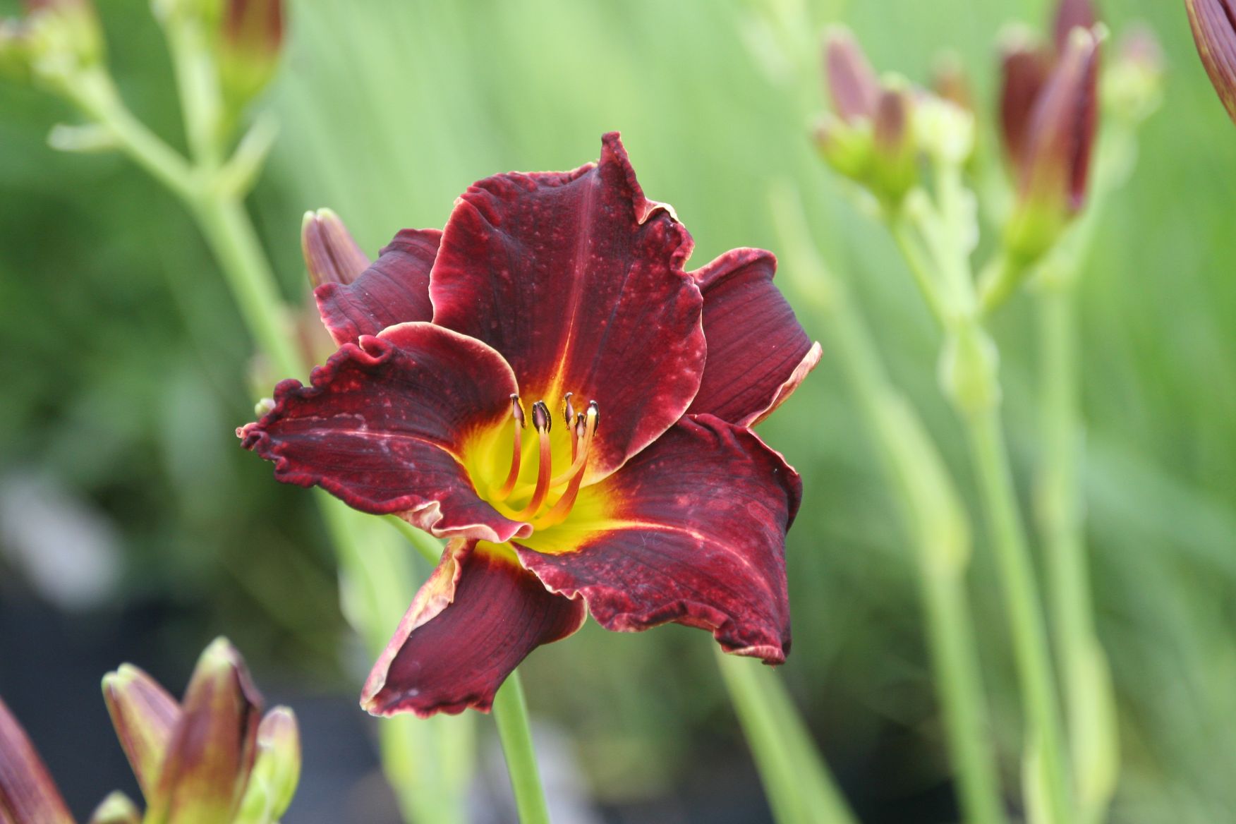 Hemerocallis x cult. 'Ed Murray'