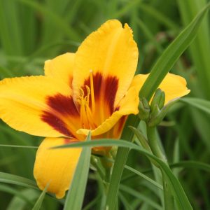 Hemerocallis x cult. 'Fooled Me'