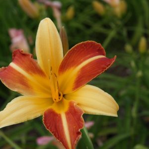 Hemerocallis x cult. 'Frans Hals'