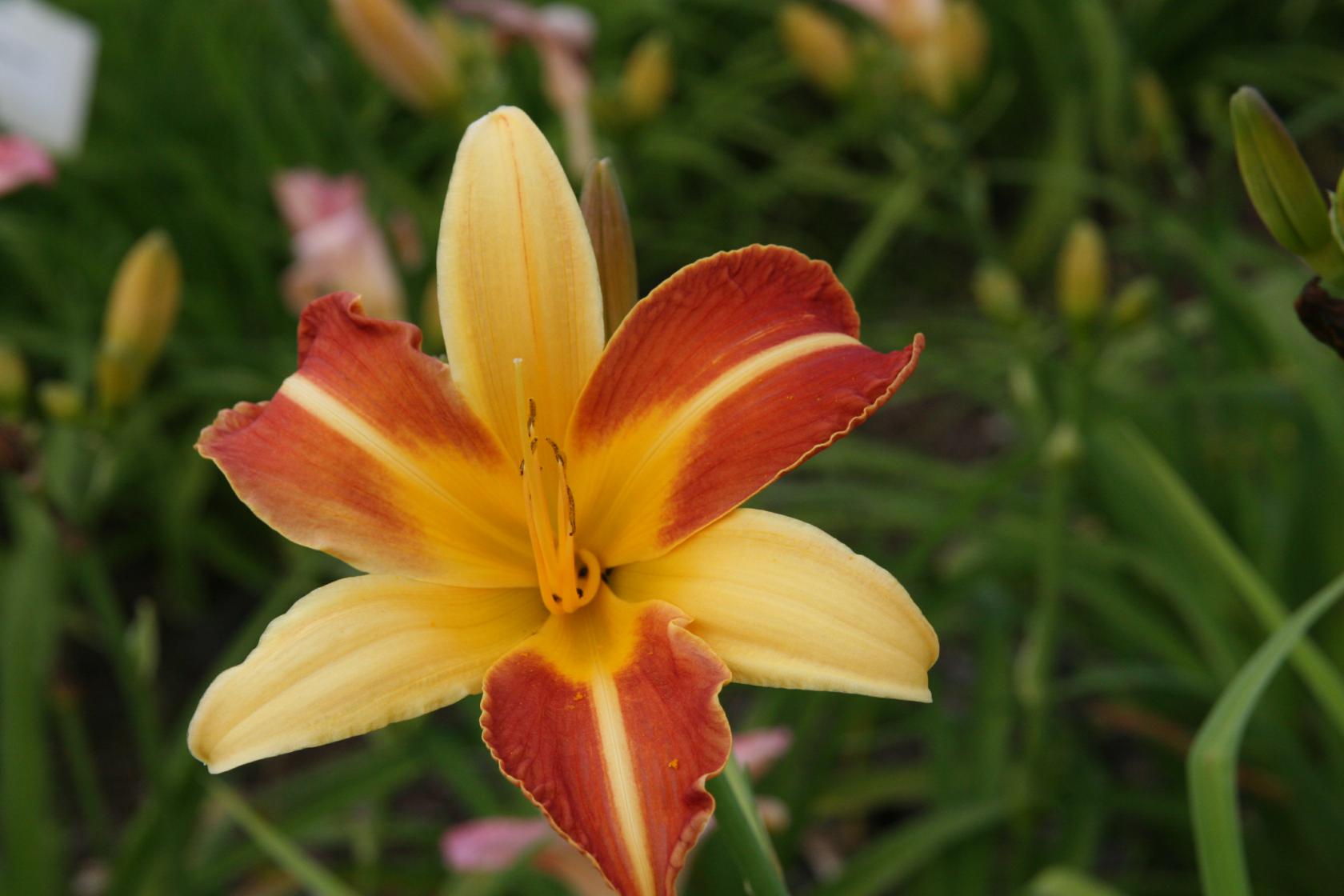 Hemerocallis x cult. 'Frans Hals'
