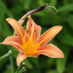 Hemerocallis fulva