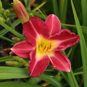 Hemerocallis x cult. 'Kokeshi'