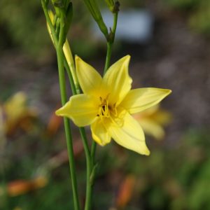 Hemerocallis lilioasphodelus  (-flava)