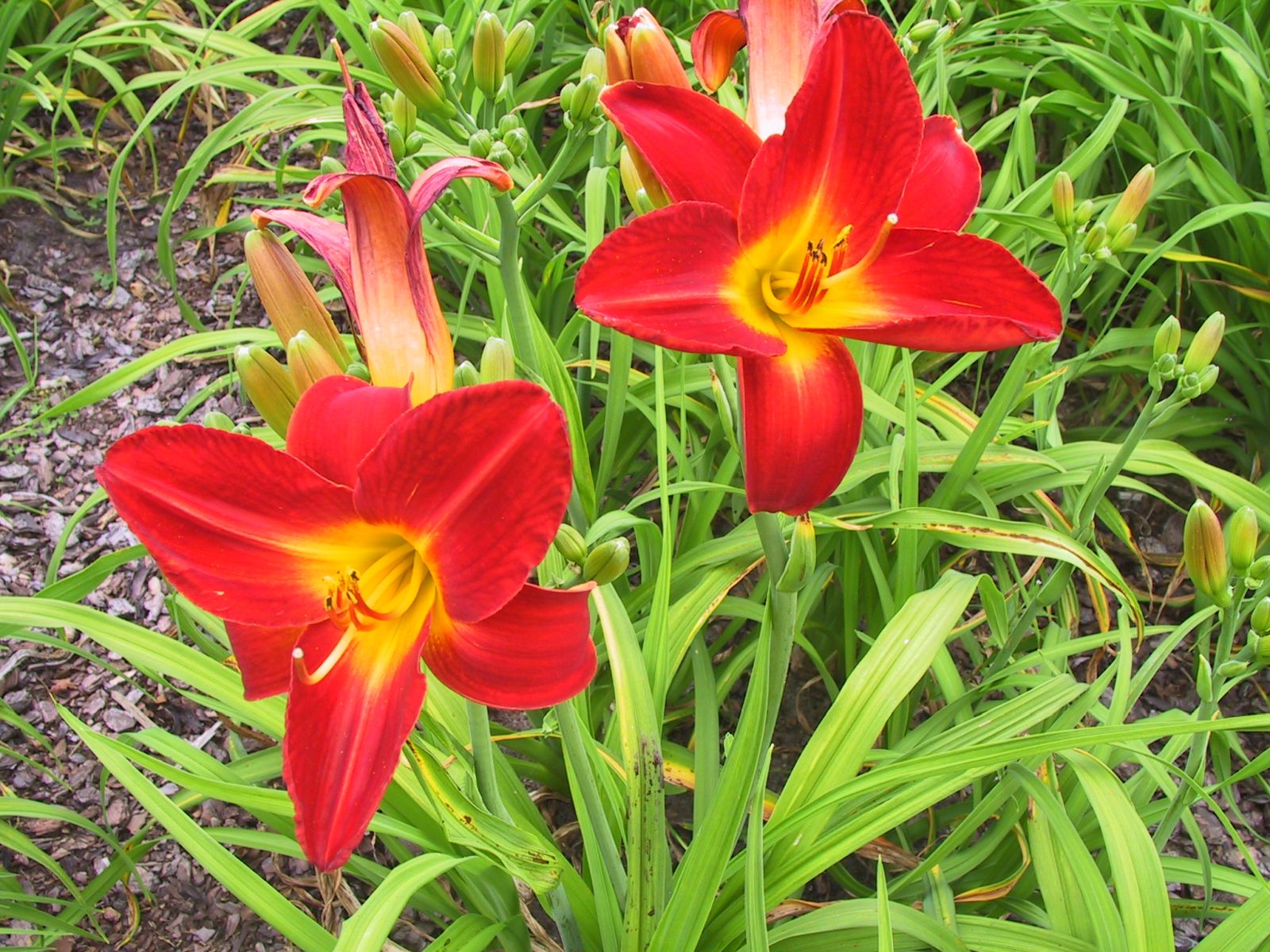 Hemerocallis x cult. 'Prussia'