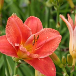 Hemerocallis x cult. 'South Seas'