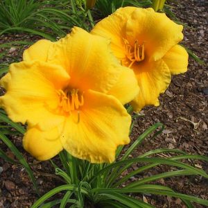 Hemerocallis x cult. 'Stella de Oro'