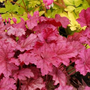Heuchera villosa 'Berry Smoothie'  (S)