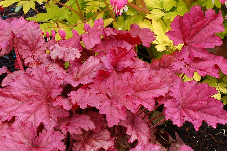 Heuchera villosa 'Berry Smoothie' (S)