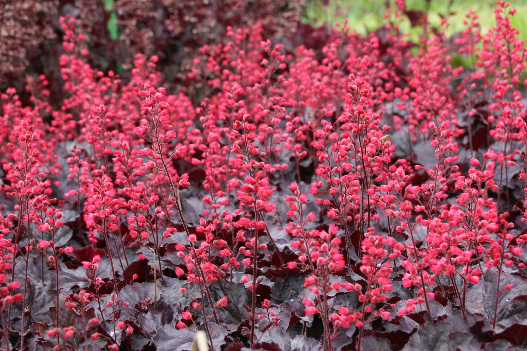 Heuchera micrantha 'Black Forest Cake' (S)
