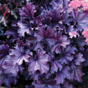 Heuchera x cult. 'Forever Purple' (S)