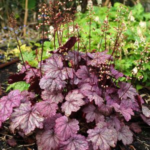 Heuchera x cult. 'Sugar Plum' (S)