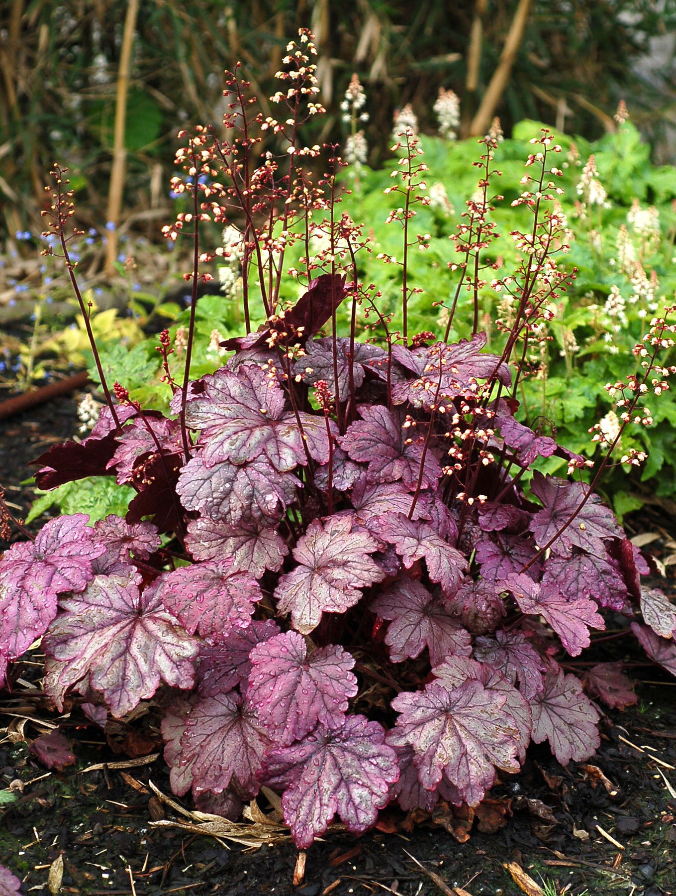 Heuchera x cult. 'Sugar Plum' (S)