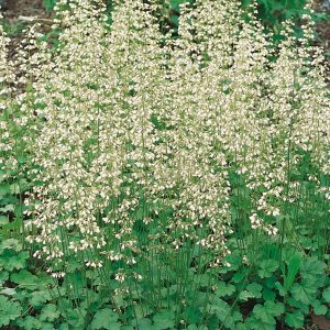 Heuchera sanguinea 'White Cloud'