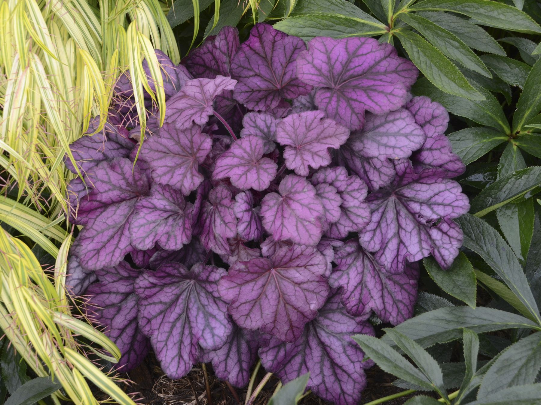 Heuchera x cult. 'Wild Rose' (S)