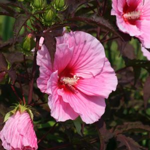 Hibiscus moscheutos 'Summer Storm' (S)