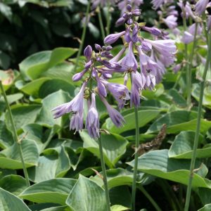 Hosta tokudama 'Blue Cadet'