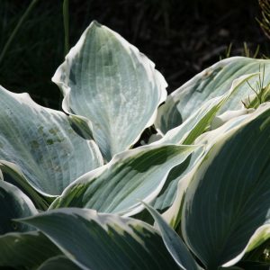 Hosta x tardiana 'El Nino'