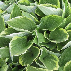 Hosta x fortunei  'Aureomarginata'